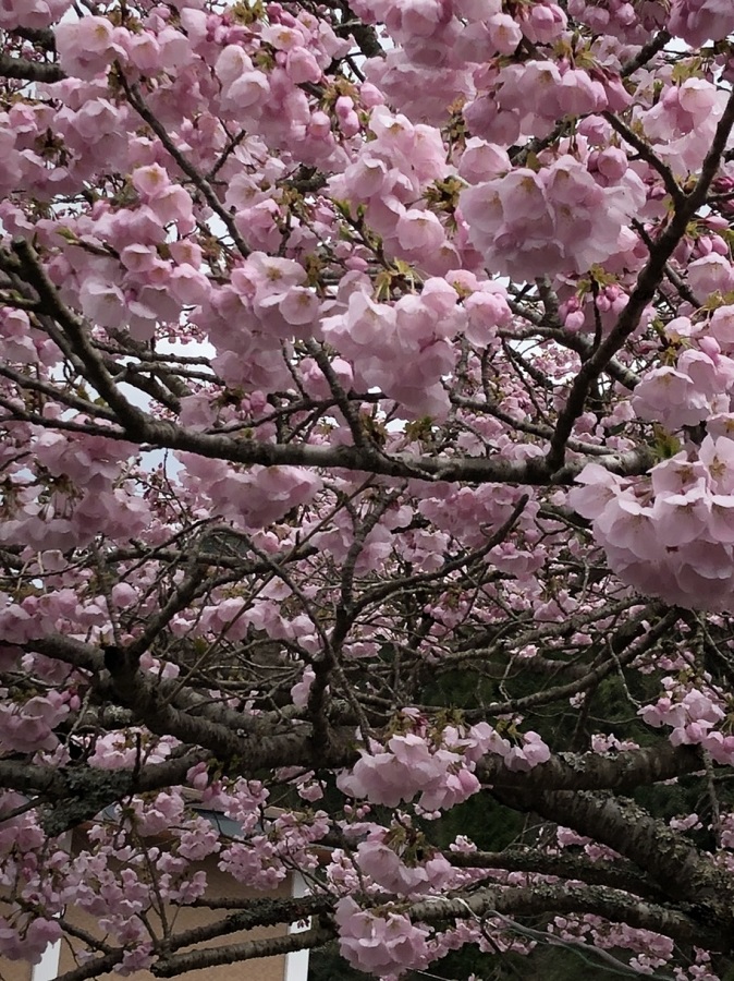 ２０２０桜